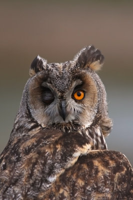 Hornuggla/Long Eared Owl