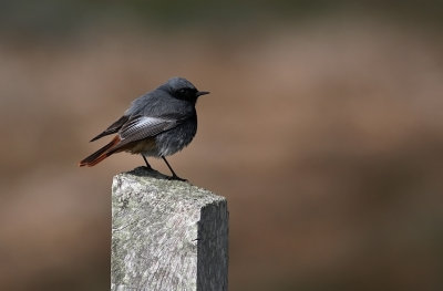 Svart Rdstjrt/Black Redstart