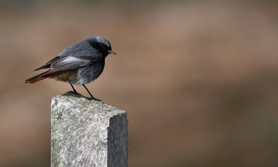 Svart Rdstjrt/Black Redstart