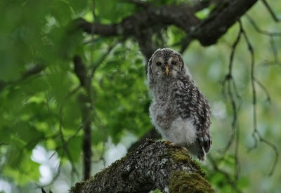 Slaguggla/Ural Owl