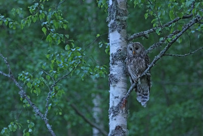 Slaguggla/Ural Owl