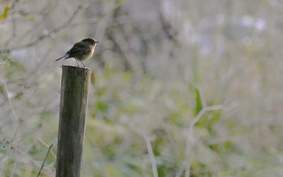 Blstjrt/Red-Flanked-Bluetail
