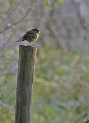 Blstjrt/Red-Flanked-Bluetail