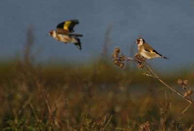 Steglits/Goldfinch