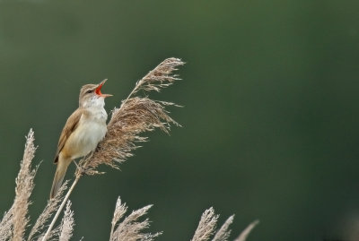 Trastsngare/Great Reed Warbler