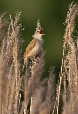 Trastsngare/Great Reed Warbler