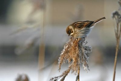 Svsparv/Common Reed Bunting
