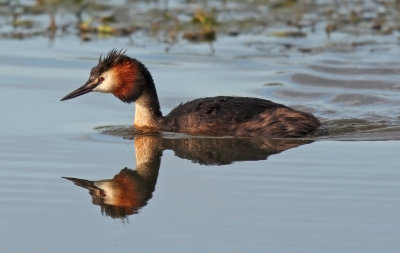 Skäggdopping/Great Crested Grebe