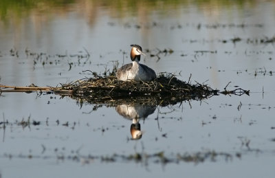 Skäggdopping/Great Crested Grebe