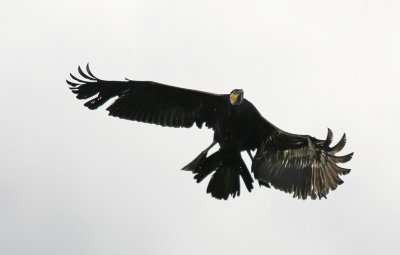 Storskarv/Cormorant