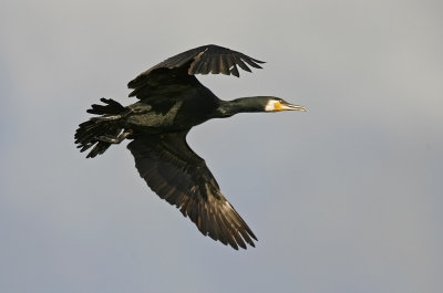 Storskarv/Cormorant