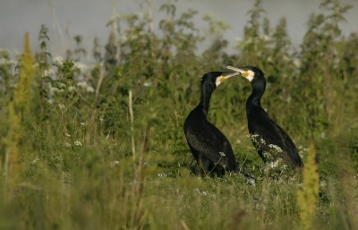 Storskarv/Cormorant