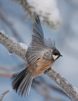 Lappmes/Siberian tit