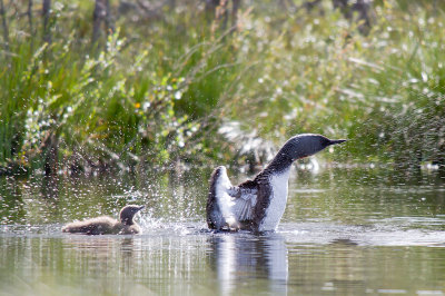 Smålom/Red-throated Diver