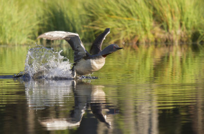 Smålom/Red-throated Diver