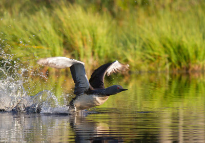 Smålom/Red-throated Diver