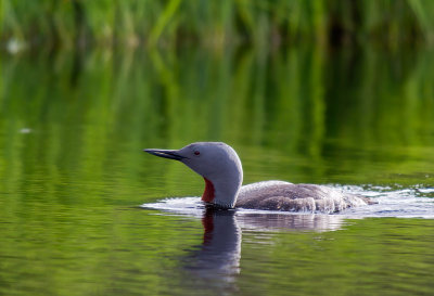 Smålom/Red-throated Diver
