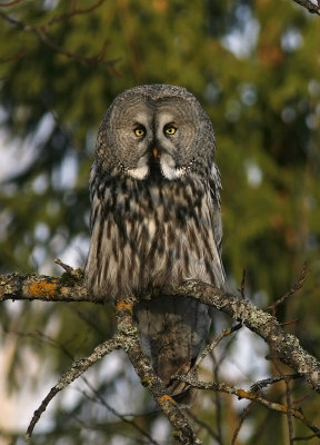 Lappuggla/Great Grey Owl