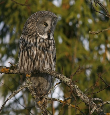 Lappuggla/Great Grey Owl