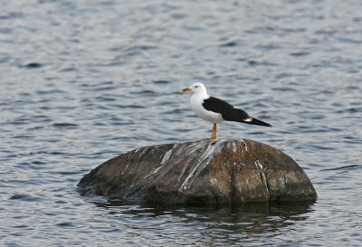 Silltrut/Lesser Black-Backed Gull