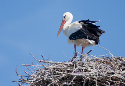 Vit stork/White Stork