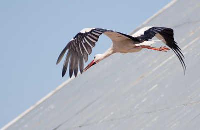 Vit stork/White Stork
