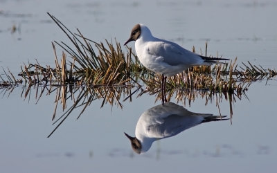 Skrattms/Black-headed Gull