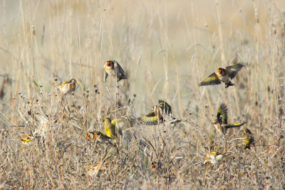 Steglits/Goldfinch