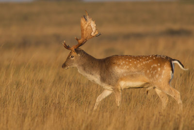 Dovhjort/Fallow Deer.
