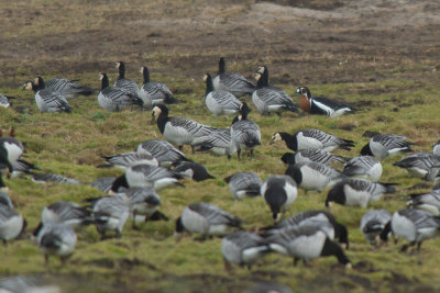 Rdhalsad gs/Red breasted Goose