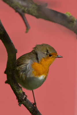 Rdhake/Robin
