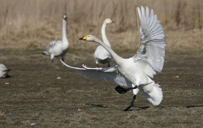 Sngsvan/Wooper Swan