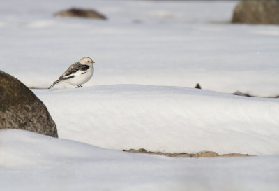 Snsparv/Snow Bunting.