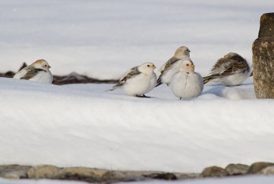 Snsparv/Snow Bunting.