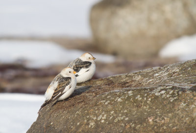 Snsparv/Snow Bunting.