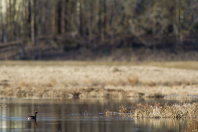 Svarthakedopping/Slavonian Grebe