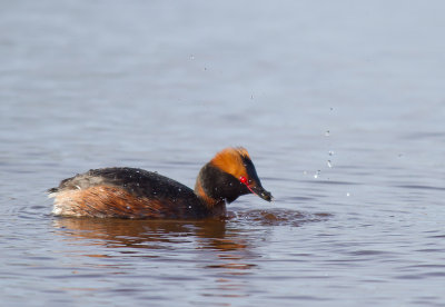 Svarthakedopping/Slavonian Grebe