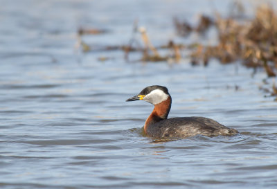 Gråhakedopping/Red-necked Grebe