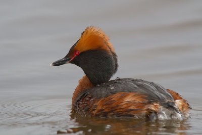 Svarthakedopping/Slavonian Grebe
