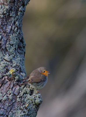 Rdhake/Robin