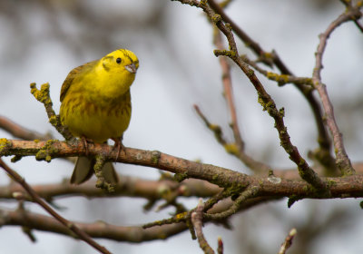 Gulsparv/Yellowhammer
