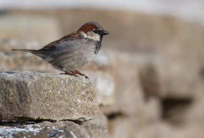 Grsparv/House Sparrow.