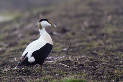 Ejder/Common Eider.