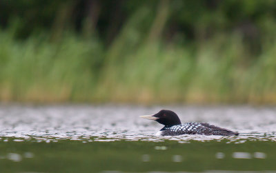 Vitnäbbad islom/Yellow Billed Loon.