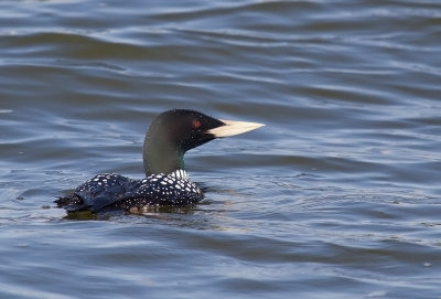 Vitnäbbad islom/Yellow Billed Loon.