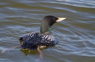 Vitnäbbad islom/Yellow Billed Loon.