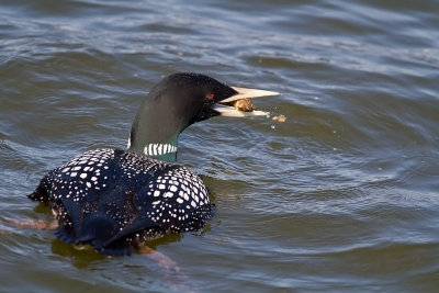 Vitnäbbad islom/Yellow Billed Loon.