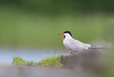 Fisktrna/Common Tern