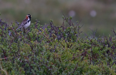 Lappsparv/Lapland Bunting.