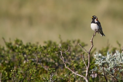 Lappsparv/Lapland Bunting.